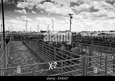 Marché aux bestiaux de Lexington, Nebraska, USA Banque D'Images