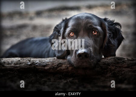 Labrador mongrel à plus d'un tronc d'arbre Banque D'Images