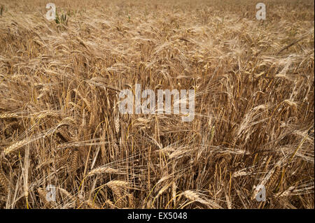 Venu de l'orge (Hordeum vulgare), Bavière, Allemagne Banque D'Images