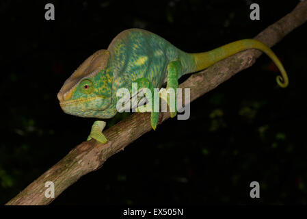 Parson's chameleon (parson Calumma), Parc National de Ranomafana, le sud-est de Madagascar Banque D'Images