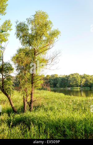 Roseaux verts sont de plus en plus près du lac en été. Un vieux saule pousse dans le milieu. Le soir, la lumière joue avec le vent un Banque D'Images