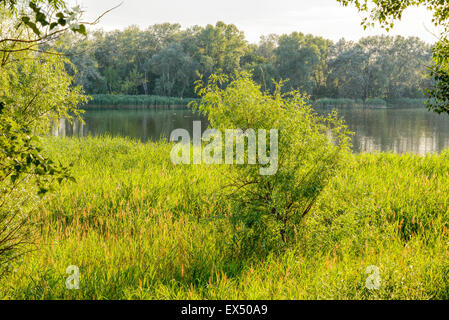 Roseaux verts sont de plus en plus près du lac en été. Une jeune pousse de saule au milieu. Le soir, la lumière joue avec le vent un Banque D'Images