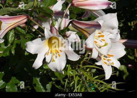 Lys Blanc, parfumée lourdement 'Lilium Regale' Banque D'Images