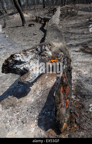 Né de l'arbre. Feu de forêt. Farasdués village. Province de Saragosse. Aragón. Espagne Banque D'Images