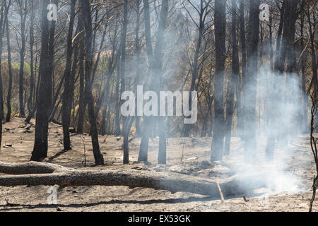 Né de l'arbre. Feu de forêt. Farasdués village. Province de Saragosse. Aragón. Espagne Banque D'Images