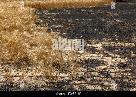 Né de céréales. Feu de forêt. Farasdués village. Province de Saragosse. Aragón. Espagne Banque D'Images