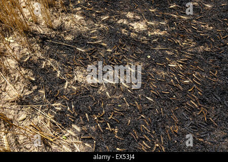 Né de céréales. Feu de forêt. Farasdués village. Province de Saragosse. Aragón. Espagne Banque D'Images