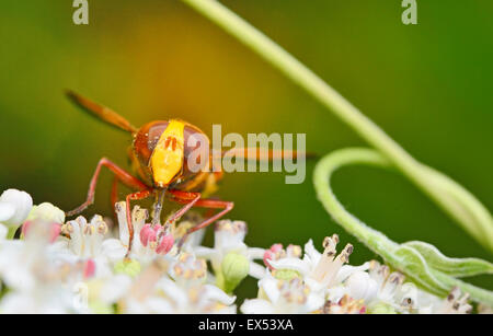 Fleurs sauvages sur Hornet en forêt Banque D'Images