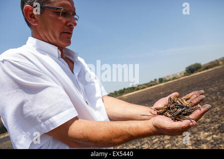 Un homme tient dans ses mains brûlées de céréales. Village du biote. Province de Saragosse. Aragón. Espagne Banque D'Images