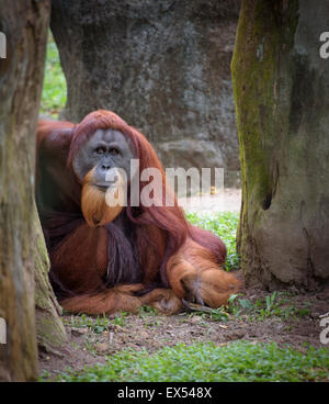 Vieux sage orang-outan assis sur le sol à tout droit à l'appareil photo Banque D'Images