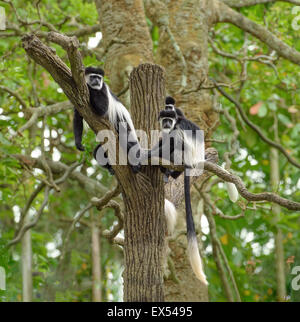 Groupe de singes colobus noir et blanc assis sur un arbre dans la forêt amazonienne Banque D'Images