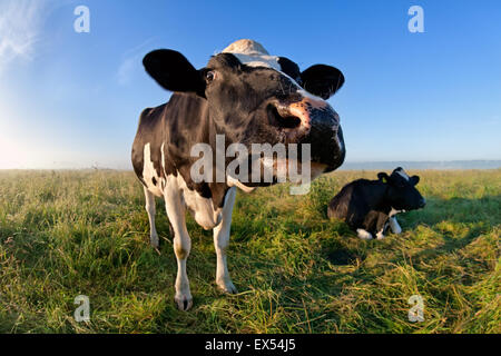Museau de vache drôle via un grand angle dans matin Banque D'Images