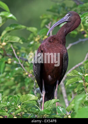 L'Ibis dans l'arbre Banque D'Images