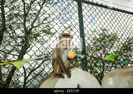 Toque macaque sitting on wall, Dambulla, Sri Lanka Banque D'Images