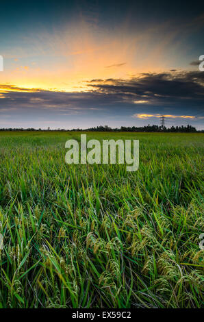 Rizière de Kedah, Malaisie. Kedah aussi connu comme le bol de riz de la Malaisie en tant que grande partie de riz en Malaisie a été produit par Kedah. Banque D'Images