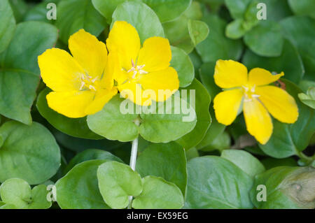 La lysimaque nummulaire (Lysimachia nummularia, twopenny grass), close up shot Banque D'Images