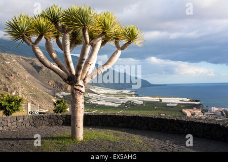 ESP, l'Espagne, les Canaries, l'île de La Palma, à la côte ouest, près de Puerto Naos, arbre dragon ou Drago (lat. Le Dracaena drac Banque D'Images