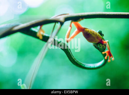 Manger un serpent Parrot Red eyed tree frog dans le Parc National Manuel Antonio au Costa Rica Banque D'Images