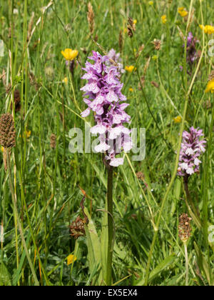 La commune de plus en plus d'orchidées sur Bromyard downs Herefordshire UK Banque D'Images