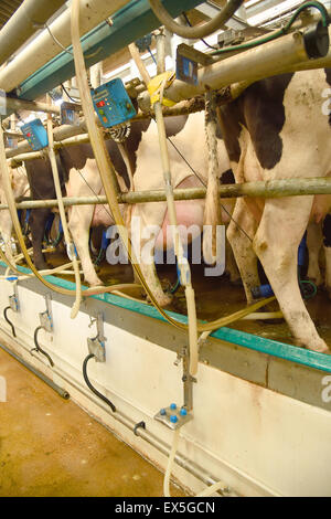 Un puits modernes haute vitesse type station de traire les vaches avec les pompes montées sur des mamelles, sur une ferme laitière. Banque D'Images