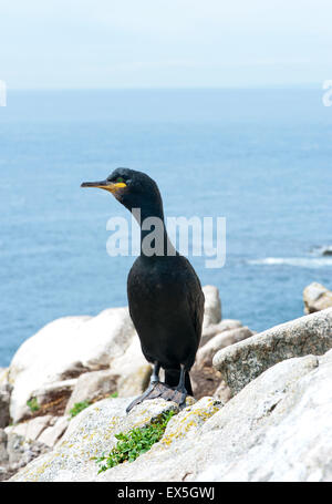 European Shag Shag ou conjoint (Phalacrocorax aristotelis) sur le rocher en face des falaises, Irlande, Banque D'Images