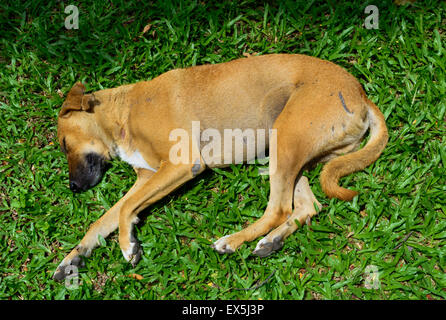 Sleeping Indian Street Dog Banque D'Images