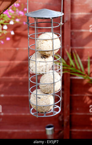 Mangeoire en métal contenant des boules de graisse dans le jardin suspendu Banque D'Images
