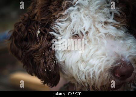 Chiot Chien d'eau espagnol close up Banque D'Images