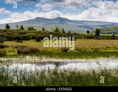 Pen Y Fan du maïs et de montagnes dans le parc national de Brecon Beacons, Powys, Wales, UK Banque D'Images