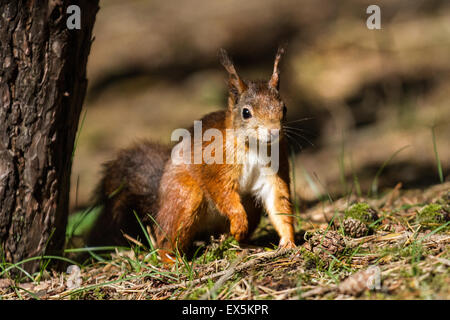 Formby, Merseyside, Royaume-Uni 7 Juillet, 2015. Épidémie de variole Écureuil rouge craint avec un animal à Blundellsands, près de Formby, découvert à un stade avancé de cas de varicelle et de l'écureuil qui a été écrasée par un vétérinaire local, selon le Lancashire Wildlife Trust (LWT). Un dernier foyer en 2008 presque à néant les écureuils rouges dans le Merseyside et West Lancashire. La Fiducie encourage le public à devenir "écureuil conscient' pour empêcher la propagation de la maladie, en mettant l'écureuil gris de pièges dans leurs jardins, fourni par la fiducie. Tout gris capturés seront ensuite éliminés. Banque D'Images