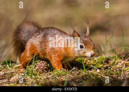 Formby, Merseyside, Royaume-Uni 7 Juillet, 2015. Épidémie de variole Écureuil rouge craint avec un animal à Blundellsands, près de Formby, découvert à un stade avancé de cas de varicelle et de l'écureuil qui a été écrasée par un vétérinaire local, selon le Lancashire Wildlife Trust (LWT). Un dernier foyer en 2008 presque à néant les écureuils rouges dans le Merseyside et West Lancashire. La Fiducie encourage le public à devenir "écureuil conscient' pour empêcher la propagation de la maladie, en mettant l'écureuil gris de pièges dans leurs jardins, fourni par la fiducie. Tout gris capturés seront ensuite éliminés. Banque D'Images