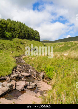 Stream près de Pont ar DAF avec du maïs, dans le parc national de Brecon Beacons, Pays de Galles, Royaume-Uni Banque D'Images