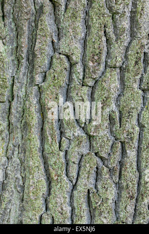 Écorce de chêne anglais / français / le chêne pédonculé (Quercus robur) close up Banque D'Images