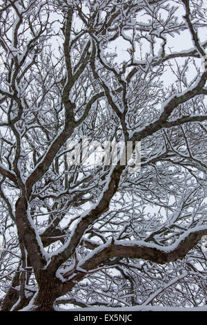 English oak / chêne pédonculé / french oak (Quercus robur) branches et les rameaux couverts de neige en hiver Banque D'Images