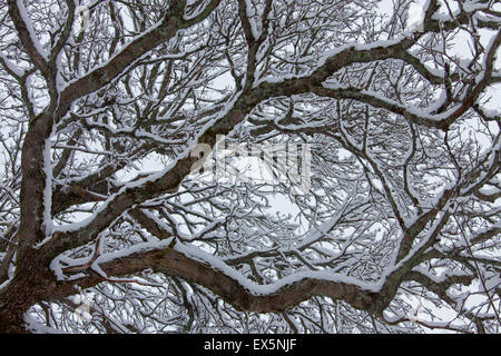 English oak / chêne pédonculé / french oak (Quercus robur) branches et les rameaux couverts de neige en hiver Banque D'Images