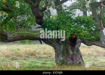 L'épaisseur de chêne anglais / français / le chêne pédonculé (Quercus robur) dans la zone dans la brume Banque D'Images