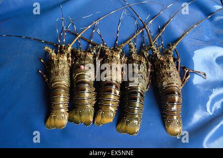 Homards - Port de PUERTO PIZARRO. Ministère de Tumbes .PÉROU Banque D'Images