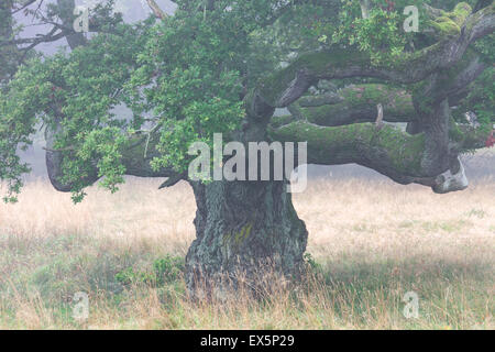 L'épaisseur de chêne anglais / français / le chêne pédonculé (Quercus robur) dans la zone dans la brume Banque D'Images