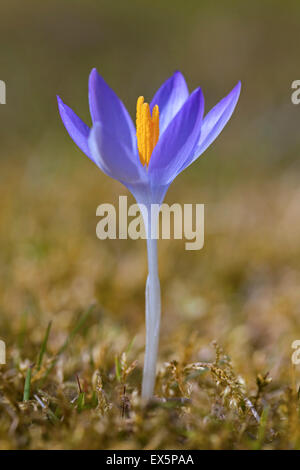 Crocus Crocus géant / Printemps (Crocus vernus albiflorus) floraison au printemps Banque D'Images