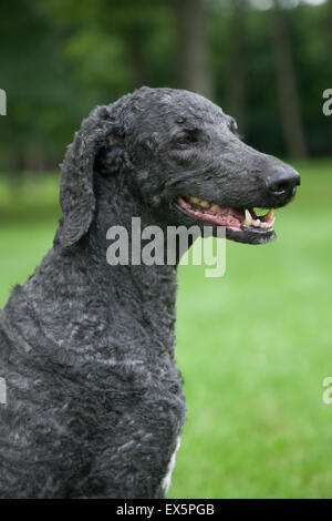 Un vieux mâle bleu, caniche royal se trouve dans l'herbe d'été lumineux. Banque D'Images