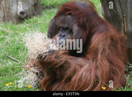 Mâle mature orang-outan (Pongo pygmaeus) Banque D'Images