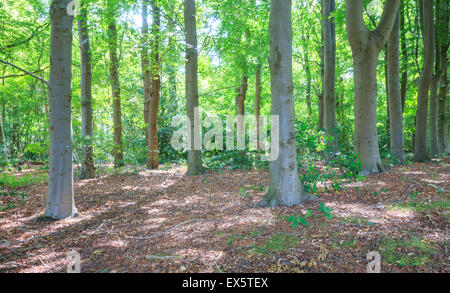 Vue d'une forêt de feuillus avec la lumière du soleil filtrant à travers les feuilles Banque D'Images