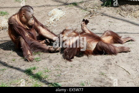 Les jeunes orang-outans (Pongo pygmaeus) de jouer les uns avec les autres et la lutte Banque D'Images