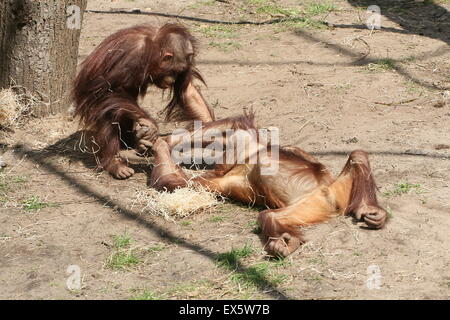 Les jeunes orang-outans (Pongo pygmaeus) de jouer les uns avec les autres et la lutte Banque D'Images