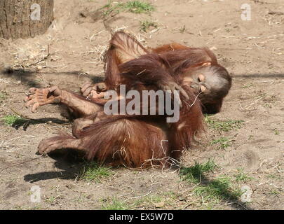 Les jeunes orang-outans (Pongo pygmaeus) lutte contre les uns avec les autres et la lutte Banque D'Images