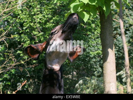 Gros plan de la tête d'un Okapi de l'Afrique centrale (Okapia johnstoni) se nourrissant des feuilles Banque D'Images