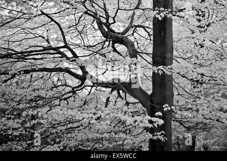 Photographie en noir et blanc d'Hêtre à maturité au printemps sur Cannock Chase AONB Salon de Beauté Naturelle Exceptionnelle Banque D'Images