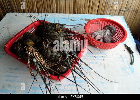 Homards - Port de PUERTO PIZARRO. Ministère de Tumbes .PÉROU Banque D'Images