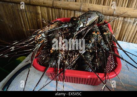 Homards - Port de PUERTO PIZARRO. Ministère de Tumbes .PÉROU Banque D'Images