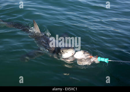 Les grands requins blancs (Carcharodon carcharias) spy hopping et chassant les appâts de la tête de thon Banque D'Images